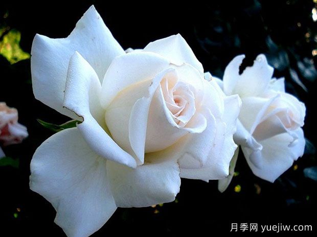 管弦樂(lè )隊月季(圖1)