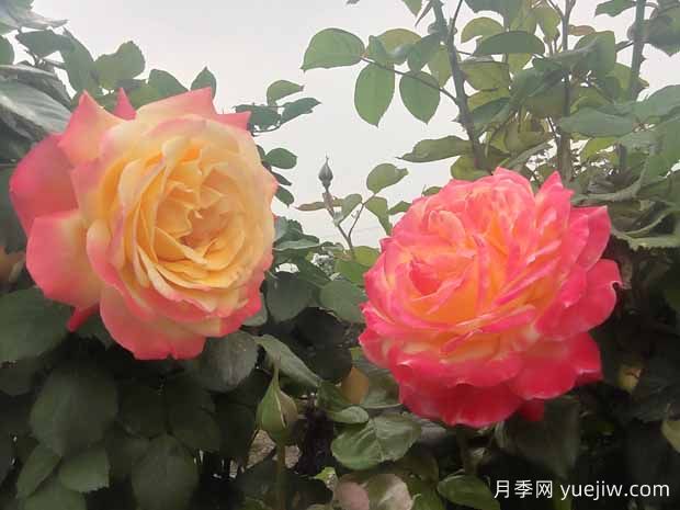 月季只長(cháng)枝條不開(kāi)花是什么原因？(圖1)