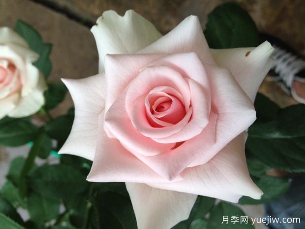 新娘之夢(mèng)月季/童話(huà)女王(圖1)