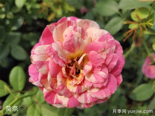 推薦十大勤花月季品種，一年四季花開(kāi)不斷(圖2)