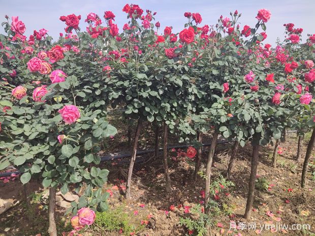 買(mǎi)什么月季花？月季樹(shù)花色花型多樣美麗極了(圖3)
