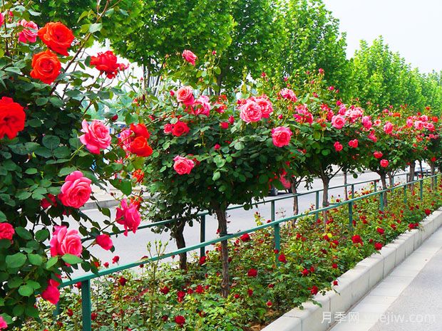 買(mǎi)什么月季花？月季樹(shù)花色花型多樣美麗極了(圖1)