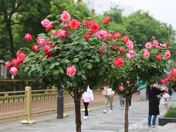 買(mǎi)什么月季花？月季樹(shù)花色花型多樣美麗極了(圖2)