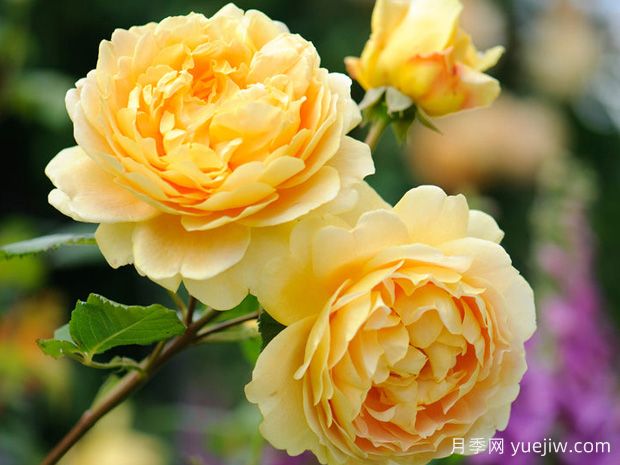 分享20款月季太美啦，花香四溢，開(kāi)花量大(圖1)