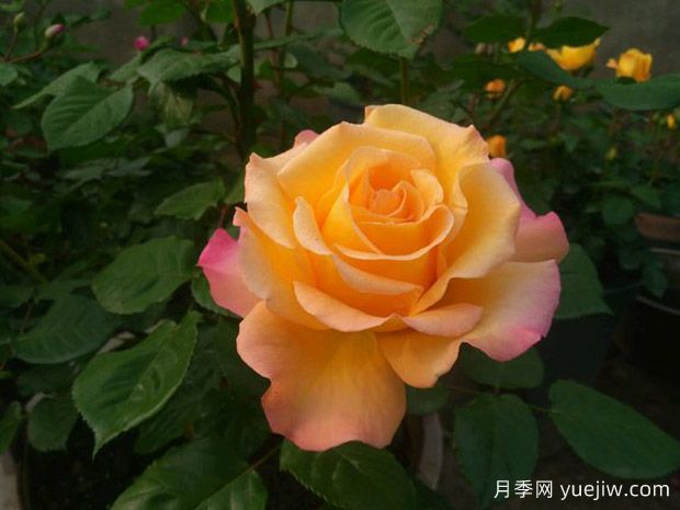 滿(mǎn)足個(gè)性化花卉需求！如何選擇適合自己的月季花品種？(圖1)