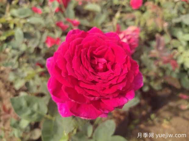 月季花有哪些觀(guān)賞和藥用價(jià)值？(圖1)