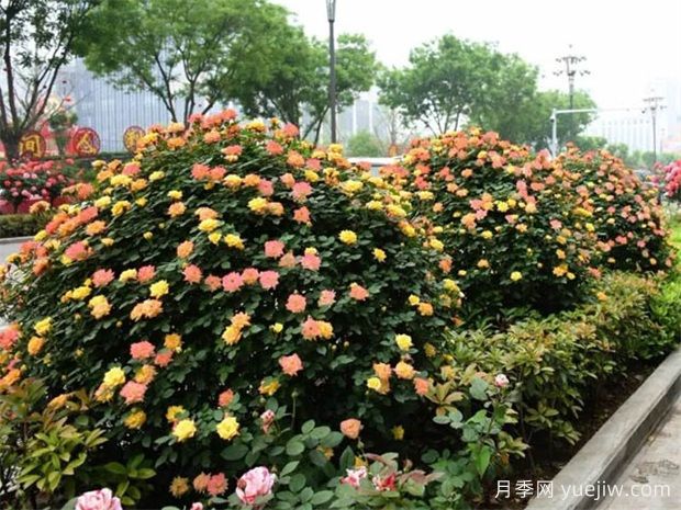 如何使用造型月季為主題打造迷人花園？(圖1)