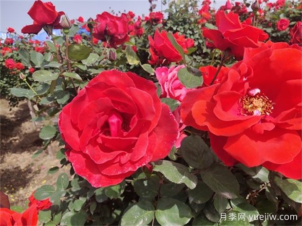 大花月季開(kāi)花時(shí)間有多長(cháng)？(圖1)
