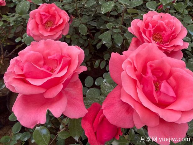 大花月季花期和開(kāi)花時(shí)間是什么時(shí)候？(圖1)
