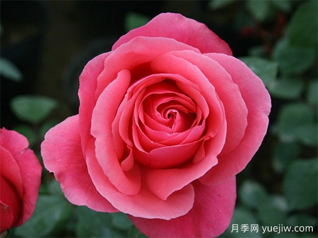 月季的栽培歷史與分類(lèi)(圖1)