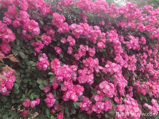 8個(gè)月季品種花開(kāi)如畫(huà)，讓你的陽(yáng)臺庭院四季不再單調(圖3)