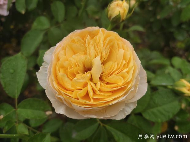 200種花卉名稱(chēng)大全及代表花語(yǔ)(圖1)