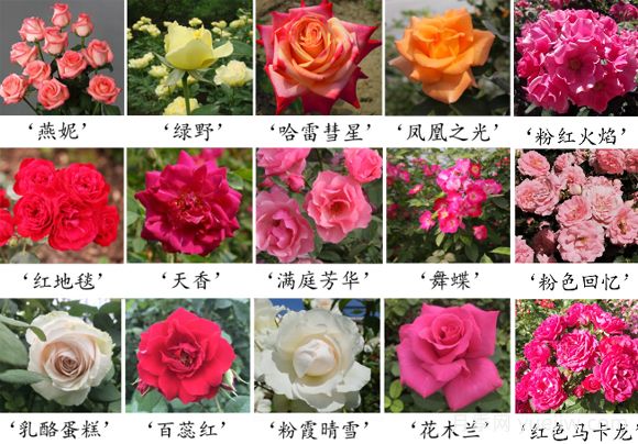 月季育種家：中國農業(yè)科學(xué)院蔬菜花卉研究所(圖1)