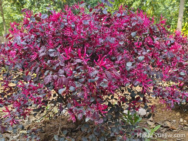 紅花繼木怎么種植？(圖1)
