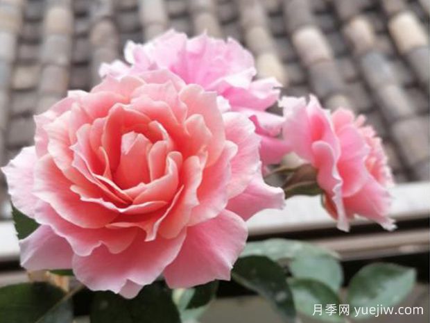 圖瓦橙杯月季/啦啦隊長(cháng)月季(圖2)