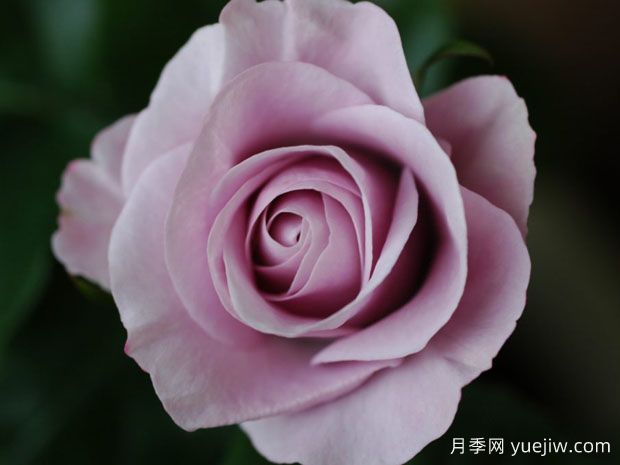 早晨憂(yōu)郁月季(圖1)