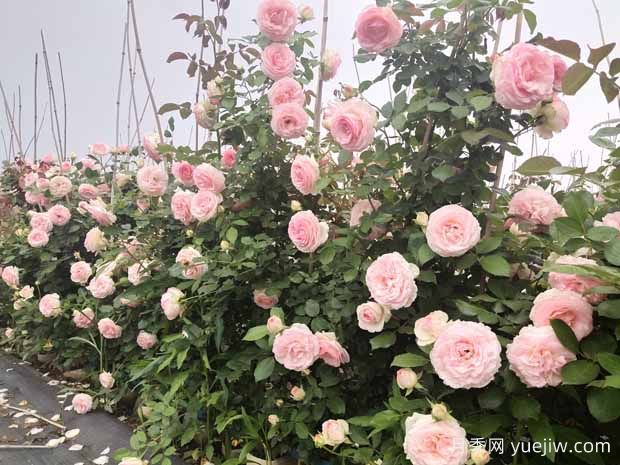 內粉外白 包子花型 粉色龍沙寶石稱(chēng)霸藤本月季界十年(圖2)