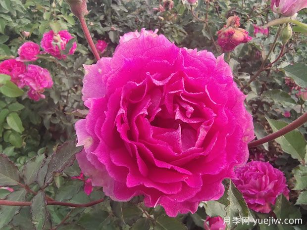 月季花是我國傳統名花，展現愛(ài)情與吉祥象征意義(圖1)