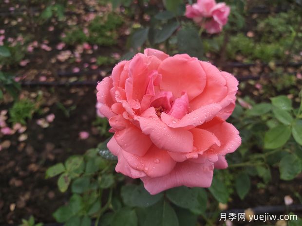 月季花養殖需要注意什么溫度與濕度？(圖1)