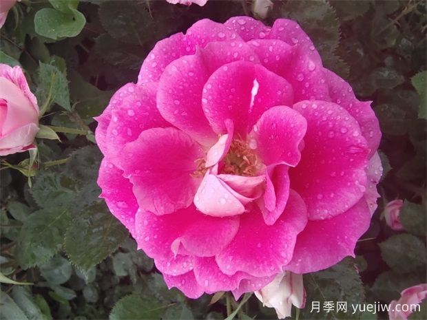 月季花的開(kāi)花持續時(shí)間有多長(cháng)？(圖1)