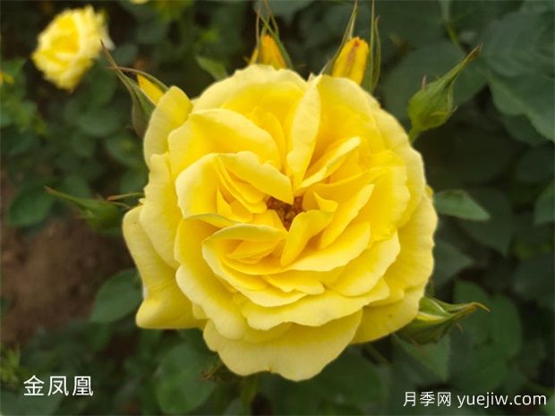 4個(gè)常見(jiàn)的黃色月季花也太好看了(圖1)