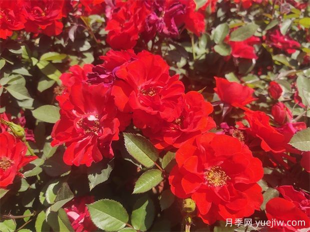 想要月季爆花？初春月季養護8要訣先掌握(圖1)
