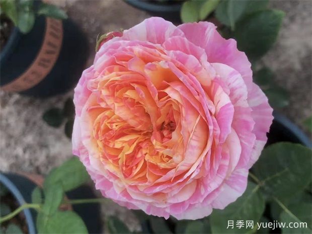 養月季，如何操作，才能花開(kāi)不斷(圖1)