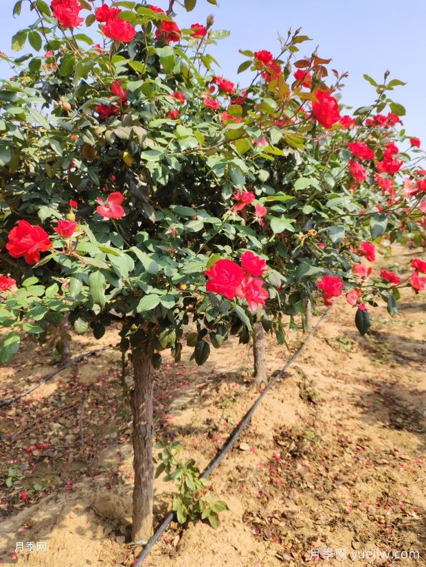 歐月樹(shù)狀月季基地批發(fā)，不一樣的月季樹(shù)(圖3)