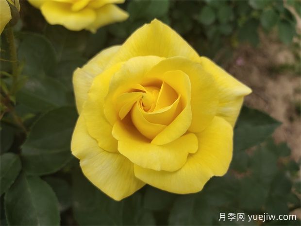 月季花需要什么樣的環(huán)境和土壤？ (圖1)