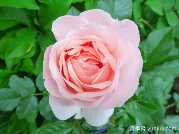 杜樂(lè )麗花園月季(圖2)