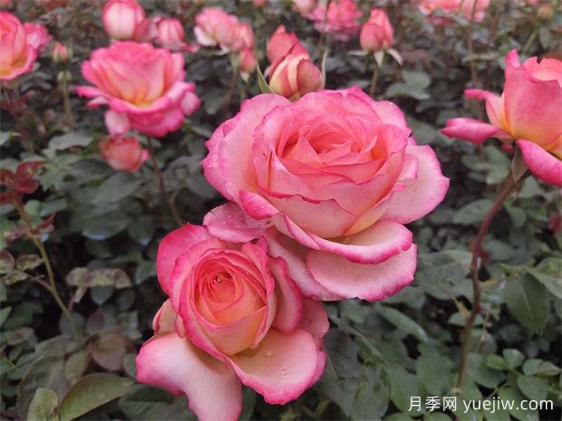 花卉按照園林用途的分類(lèi)(圖1)