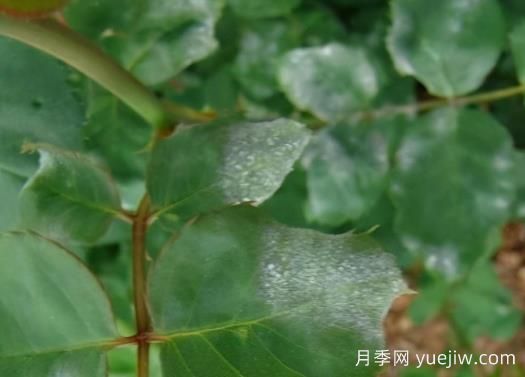 9種常見(jiàn)的月季病蟲(chóng)害，癥狀與防治都在這里(圖1)