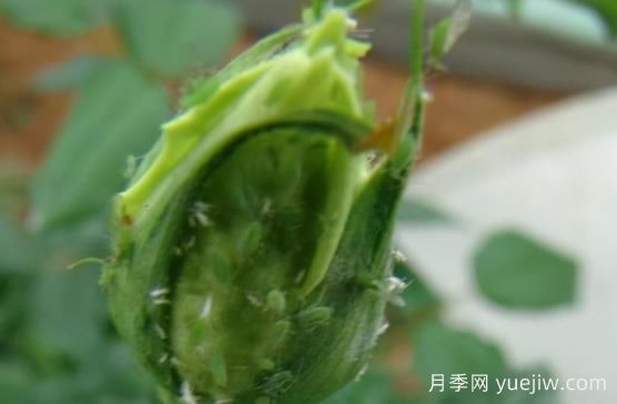 9種常見(jiàn)的月季病蟲(chóng)害，癥狀與防治都在這里(圖2)