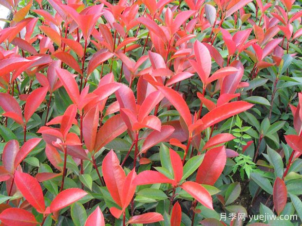 10種紅色葉子的植物，每一種都很特別(圖1)