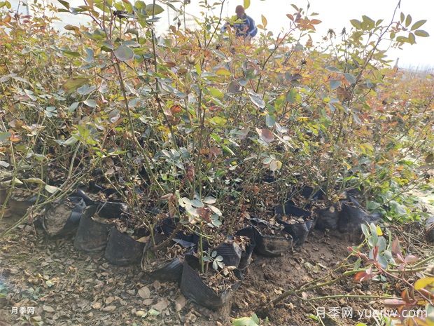萬(wàn)余盆仙境豐花盆栽月季出發(fā)河南鄭州(圖2)