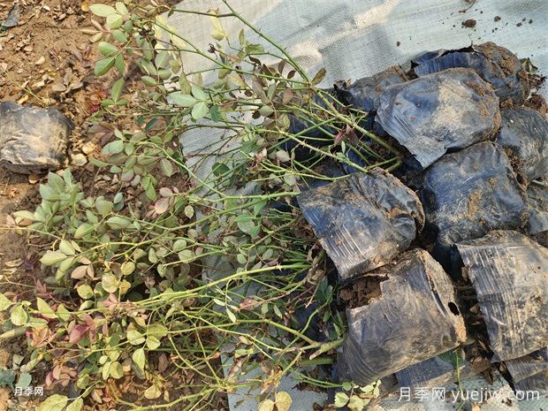 萬(wàn)余盆仙境豐花盆栽月季出發(fā)河南鄭州(圖1)