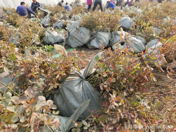 萬(wàn)余盆仙境豐花盆栽月季出發(fā)河南鄭州(圖3)