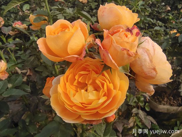 有哪些適合陽(yáng)臺養的濃香月季花？(圖1)
