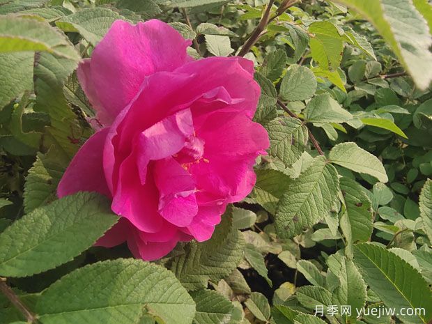 月季、玫瑰、薔薇，到底有什么區別？(圖2)