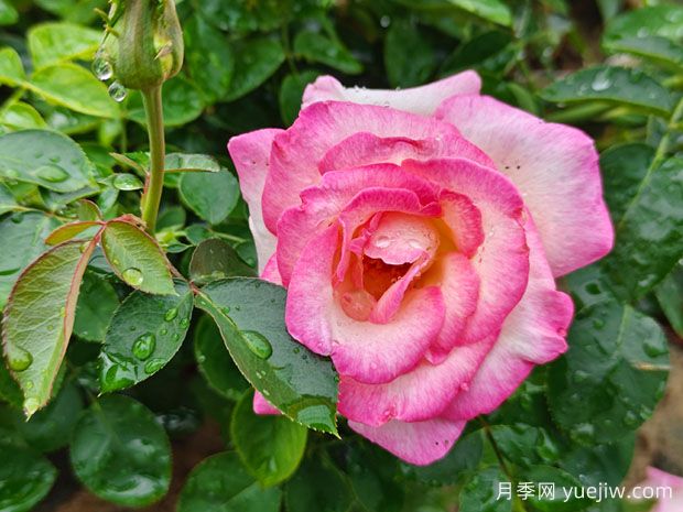 月季、玫瑰、薔薇，到底有什么區別？(圖1)