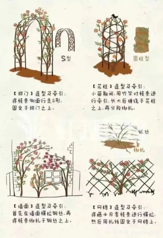 又快到春天月季修剪時(shí)，詳細圖解教你學(xué)會(huì )要領(lǐng)(圖3)