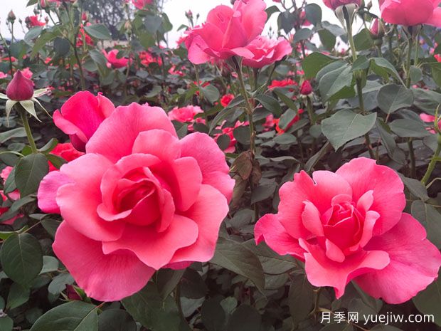 湖南各地市的市花分別是什么？(圖1)
