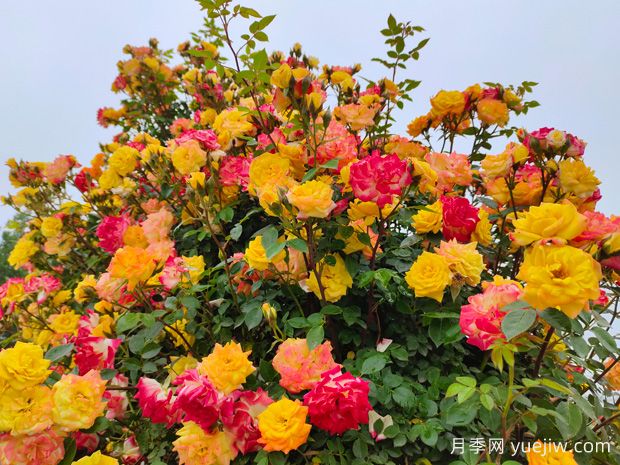安慶月季市花文化和景觀(guān)圖集(圖3)