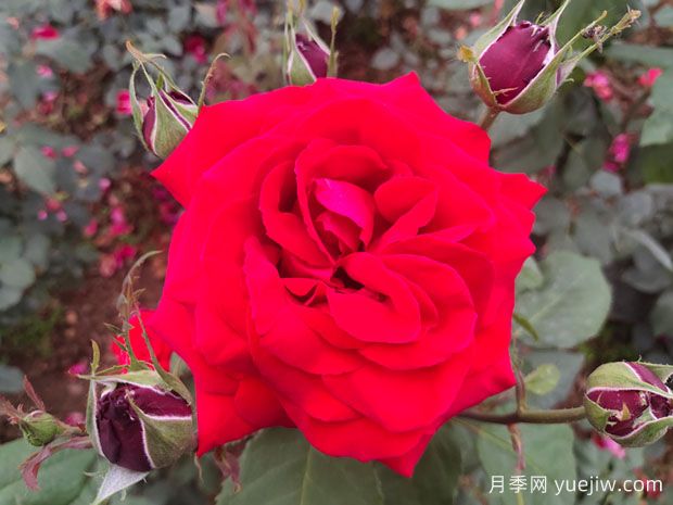 月季花深得文人雅士喜愛(ài) 李白蘇軾***愛(ài)為它吟唱(圖1)