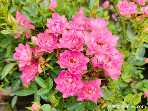 好養的4種月季花，可以種在陽(yáng)臺或庭院里(圖2)