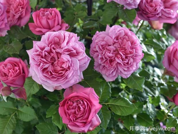 好養的4種月季花，可以種在陽(yáng)臺或庭院里(圖3)