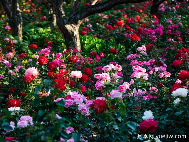 秦皇島月季市花文化和景觀(guān)圖集(圖4)