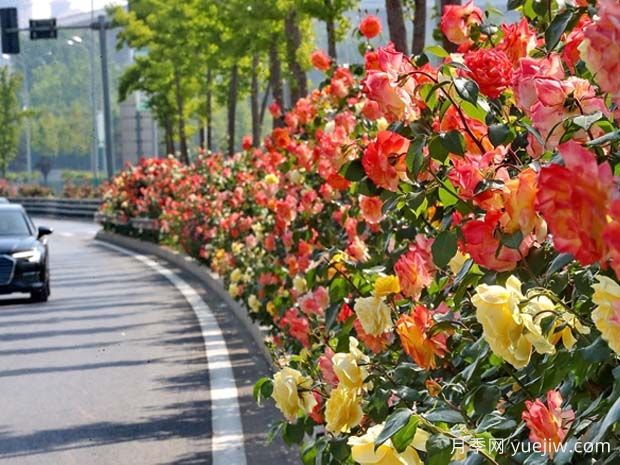 秦皇島月季市花文化和景觀(guān)圖集(圖1)