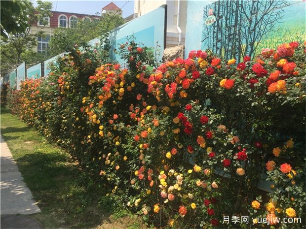 青島月季市花文化和景觀(guān)圖集(圖4)