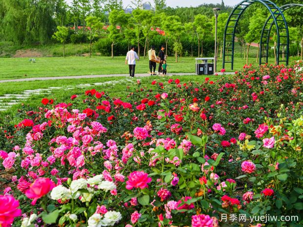 壽光月季市花文化和景觀(guān)圖集(圖2)